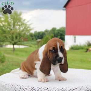 Molly, Basset Hound Puppy